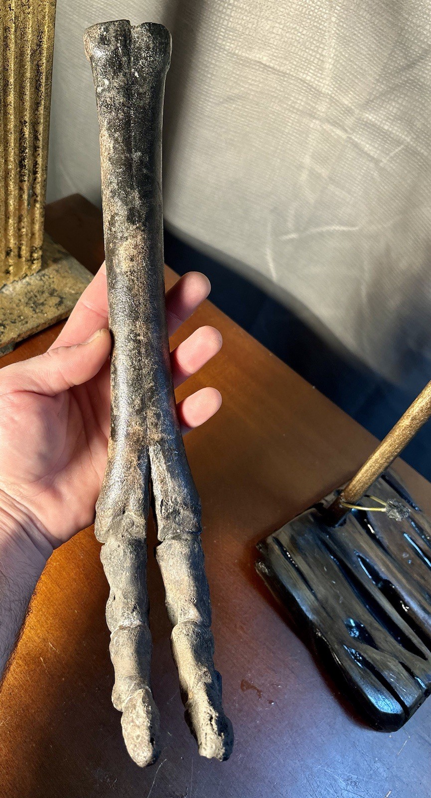 World Class Fossil Camel Leg Mount on Pecky Cypress Wood Stand Florida Fossils