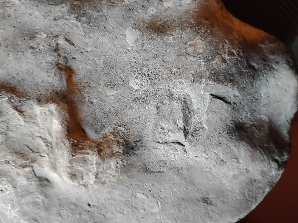 DEFINITELY A DINO BONE... DON'T KNOW WHICH ONE YET.. PLEASE HELP ME IDENTIFY IT.