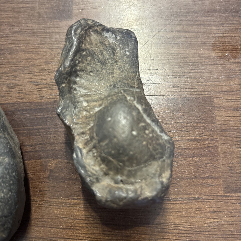 (2) 3 Inch Fossilized Whale Ear Bones