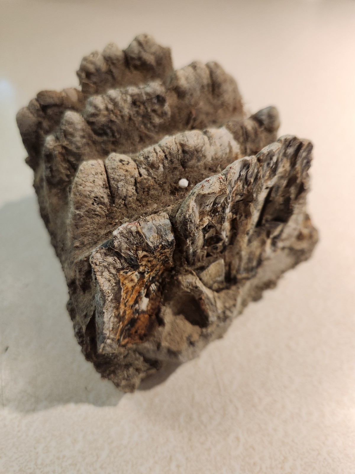 Ammonite Stegodon Partial Fossil Molar Java Indonesia 4x4x4 Inches