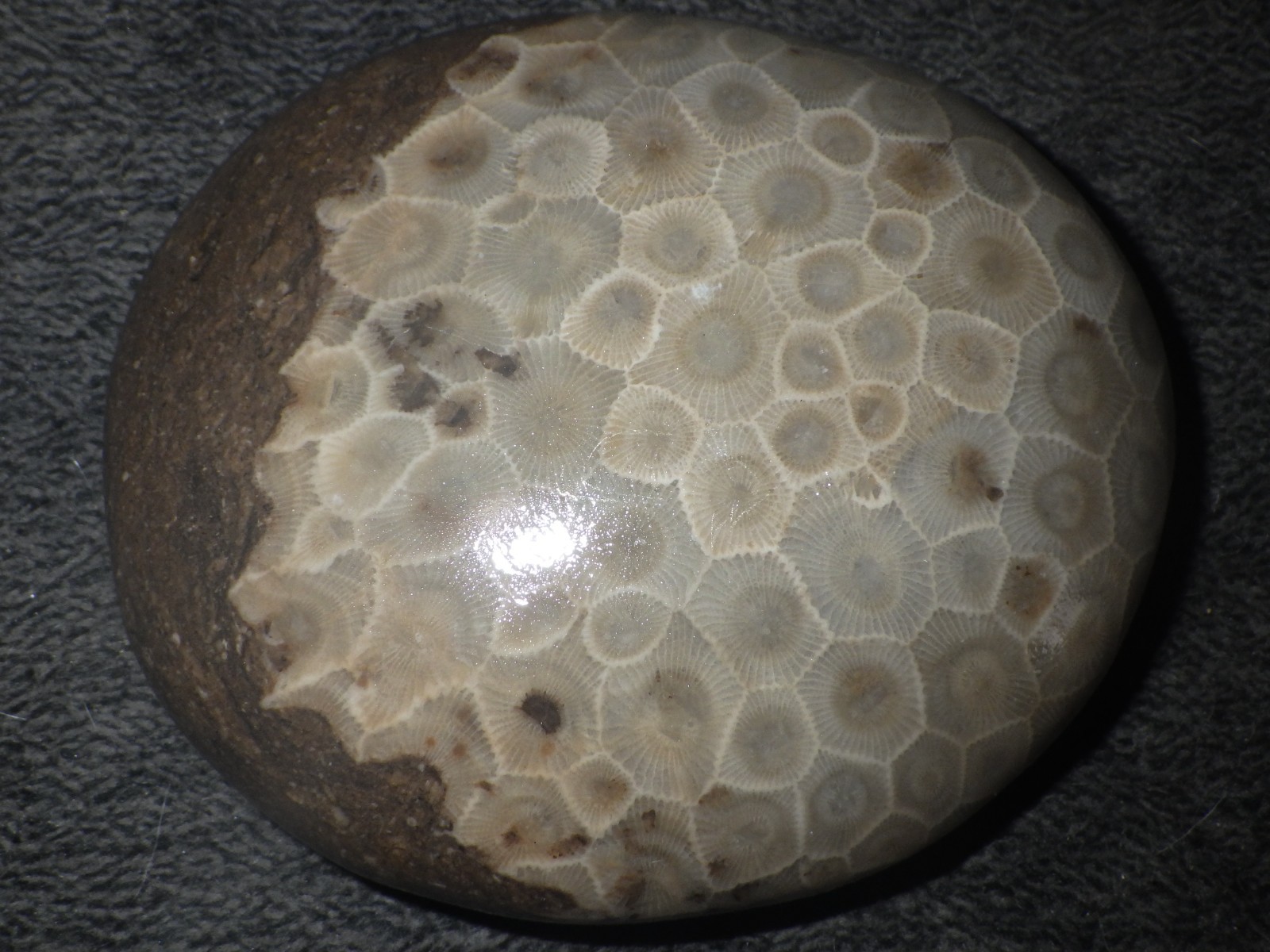 Polished Petoskey Stone 10.2 oz