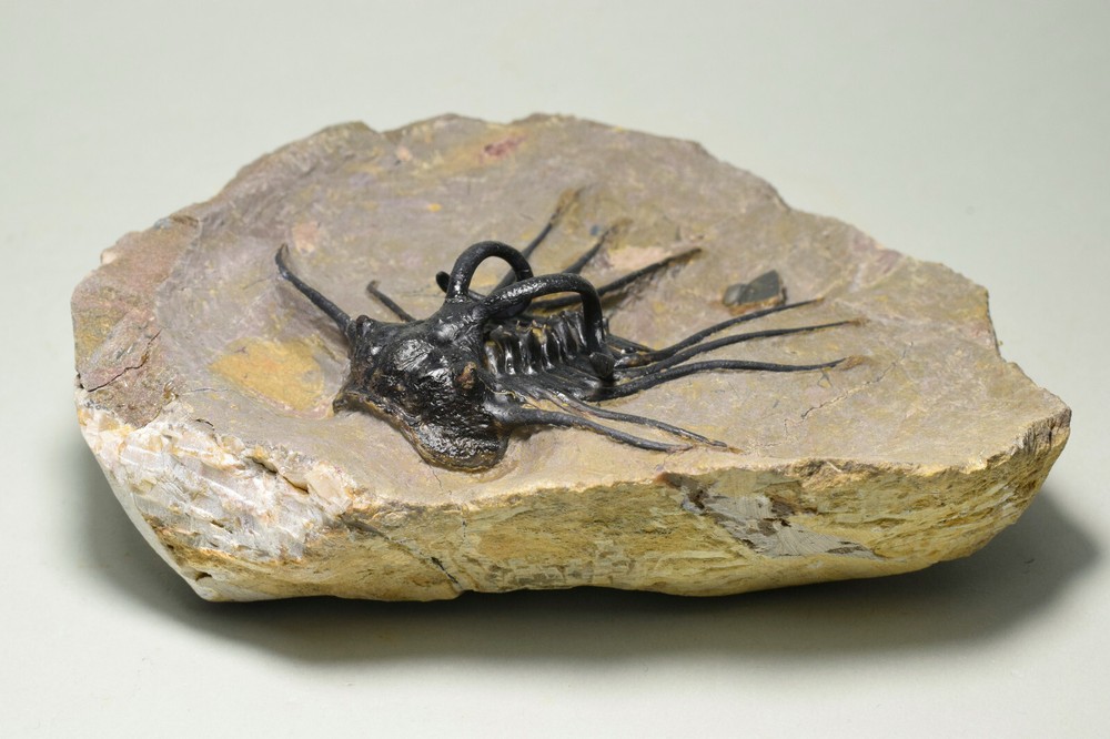 Beautiful spiny trilobite – Dicranurus monstrosus