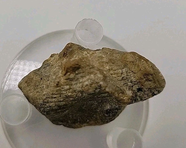 Real Permineralized Lizard 🦎 Egg Fossil