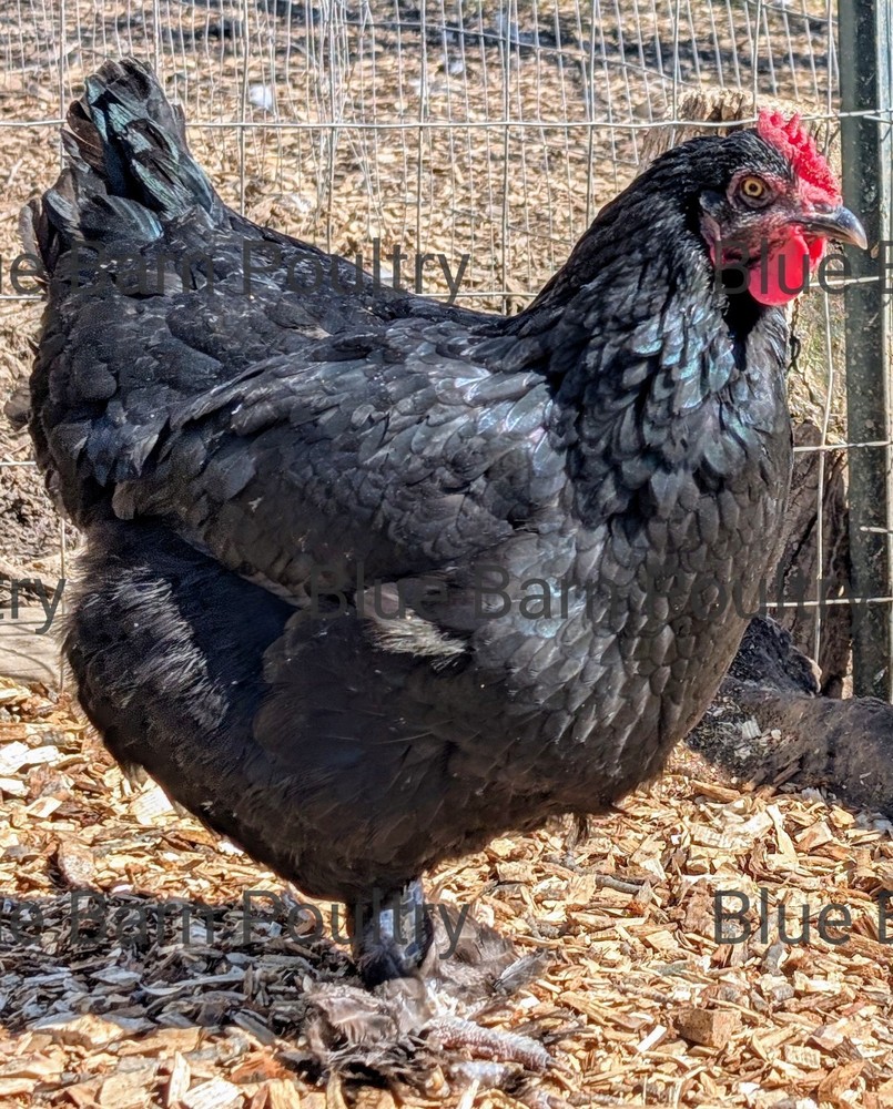 6 Solid Black Marans Chicken Hatching Eggs. Purebred. NPIP.
