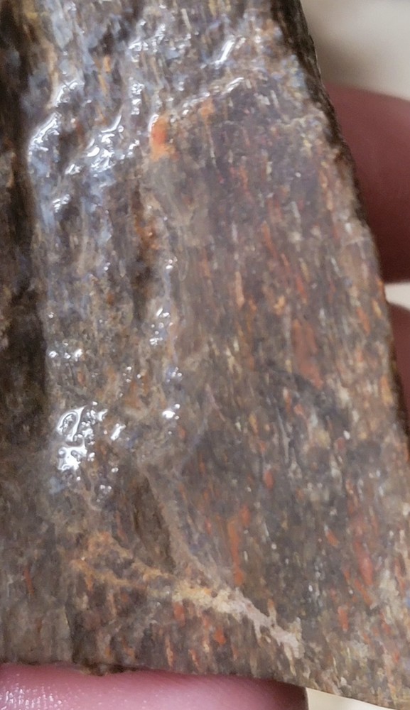 2.78 Lbs Agitized Dino Bone Smalls