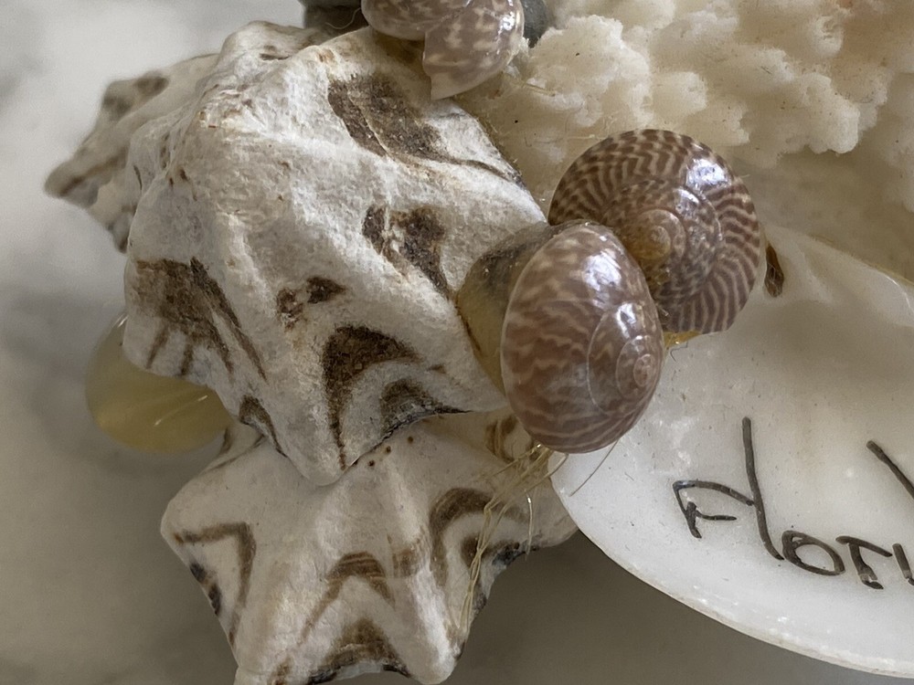 Florida Beach magnet coral shells seashell Sea Shell