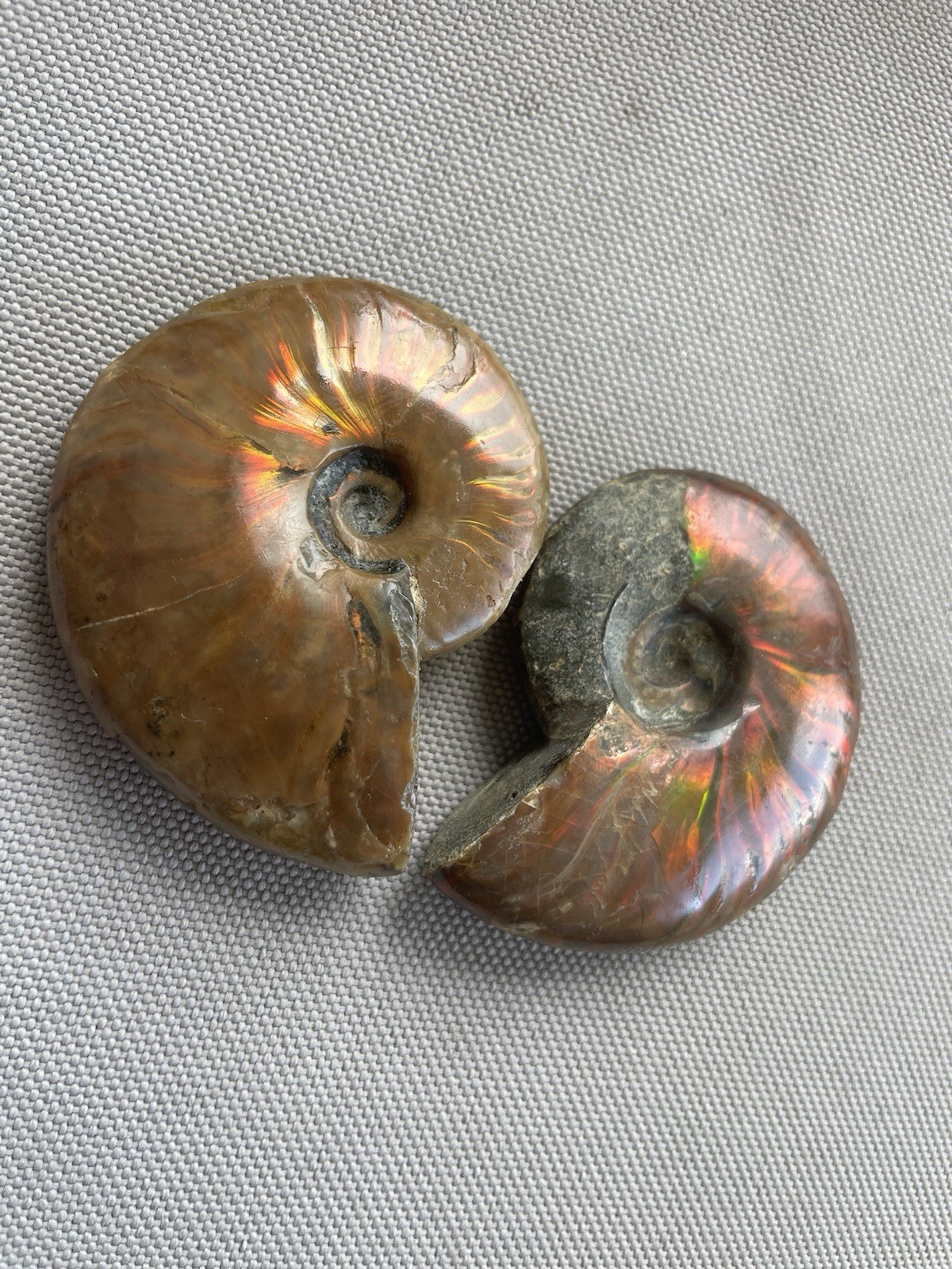 Pair Of Opalized Ammonite Fossils From Madagascar Colorful Fossil Specimens