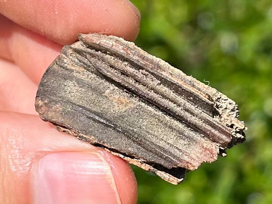 Fossil Horse Tooth Equus Pleistocene Ice Age Mammal Texas City Dike