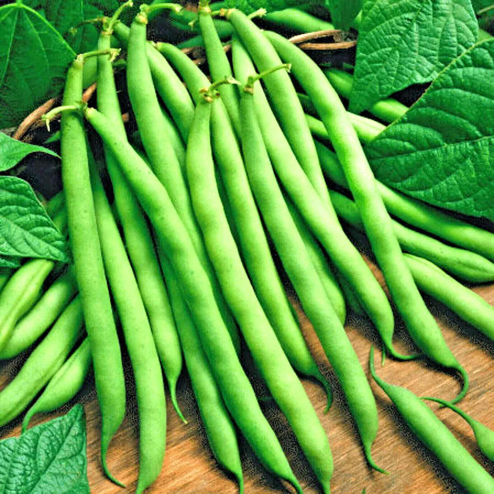 150+ BLUE LAKE BUSH GREEN BEAN SEEDS HEIRLOOM NON-GMO TASTY HARDY AUTUMN BULK