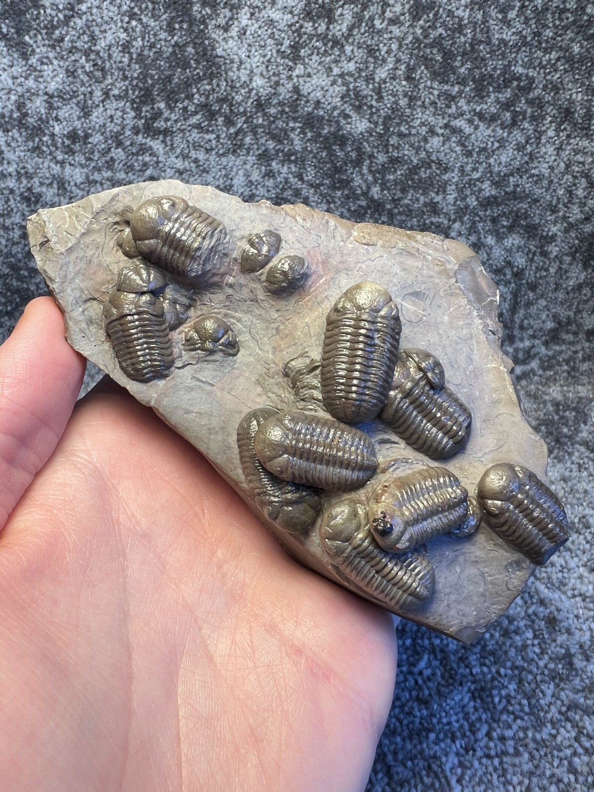 Austerops Trilobite Fossil Mortality Plate – Multiple Trilobites, Jorf