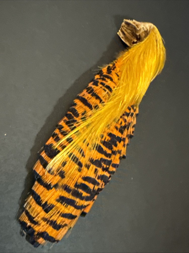 Golden Pheasant complete head for Fly Tying