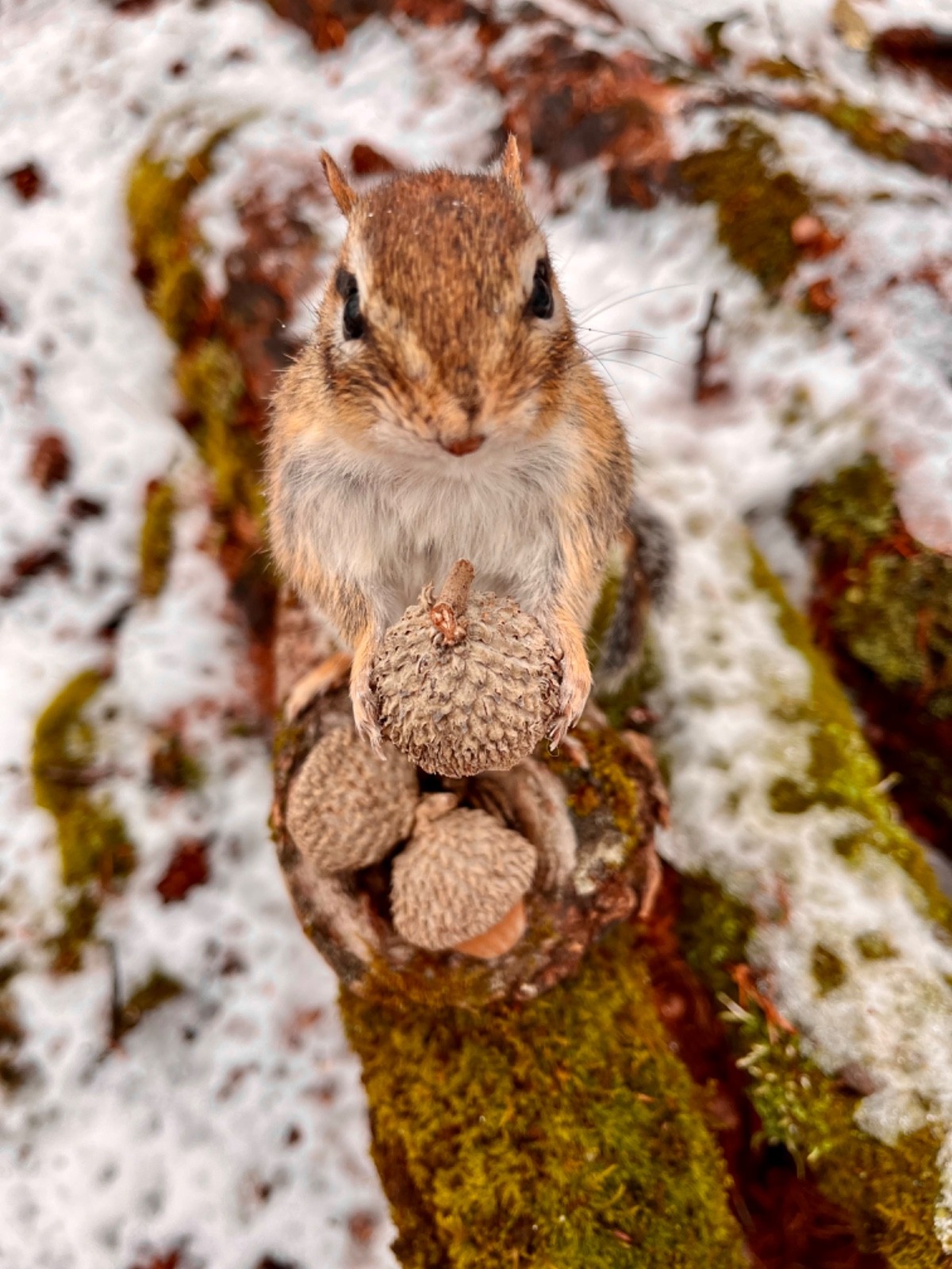Chipmunk Taxidermy, Eastern Chipmunk Mount, Squirrel Taxidermy, Nature,Gift! NEW