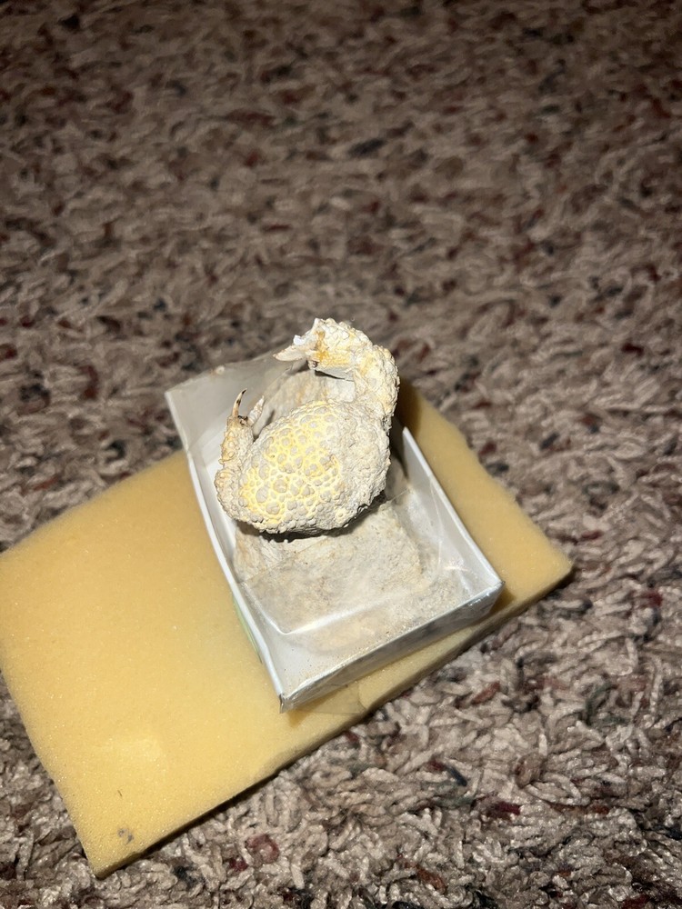 Ancient Fossil Crab