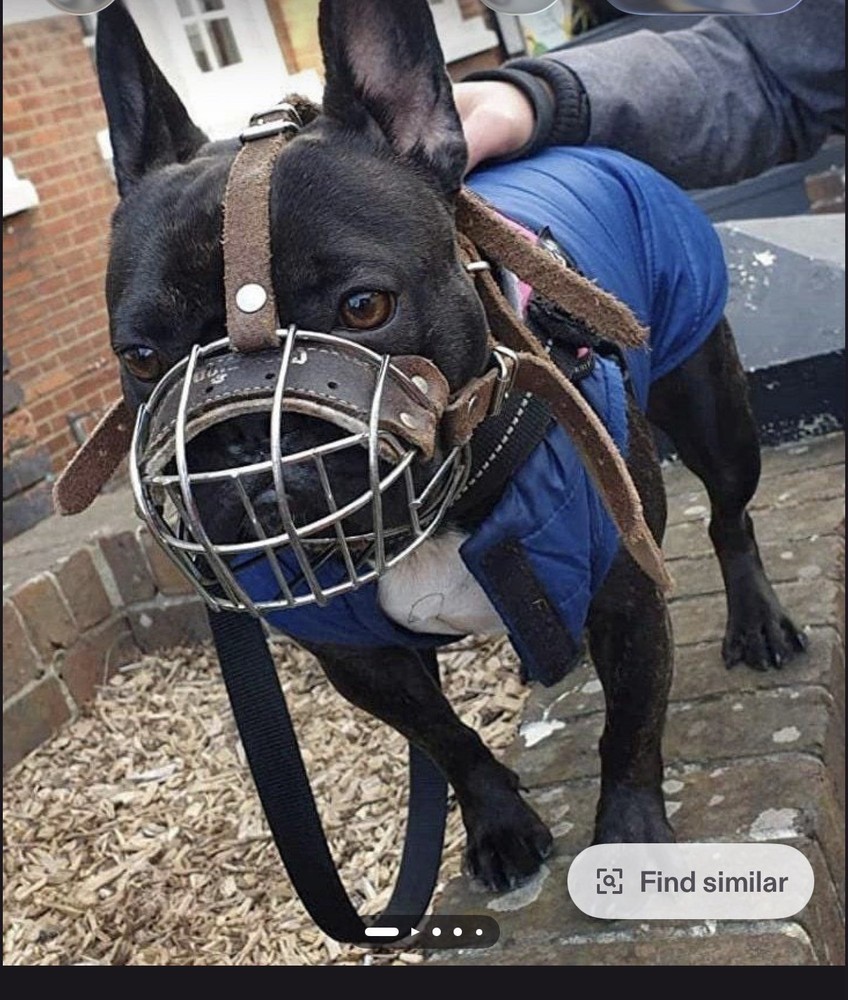 dog muzzle for small dogs
