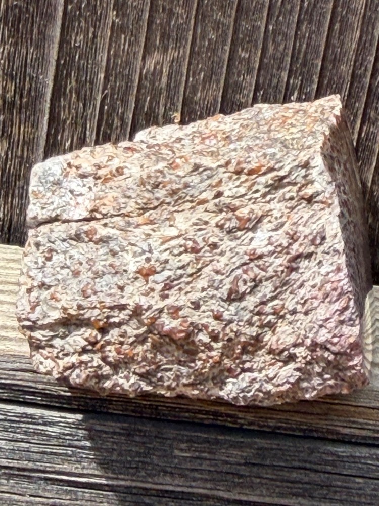 Dinosaur Gem Bone Polished Fossil Display