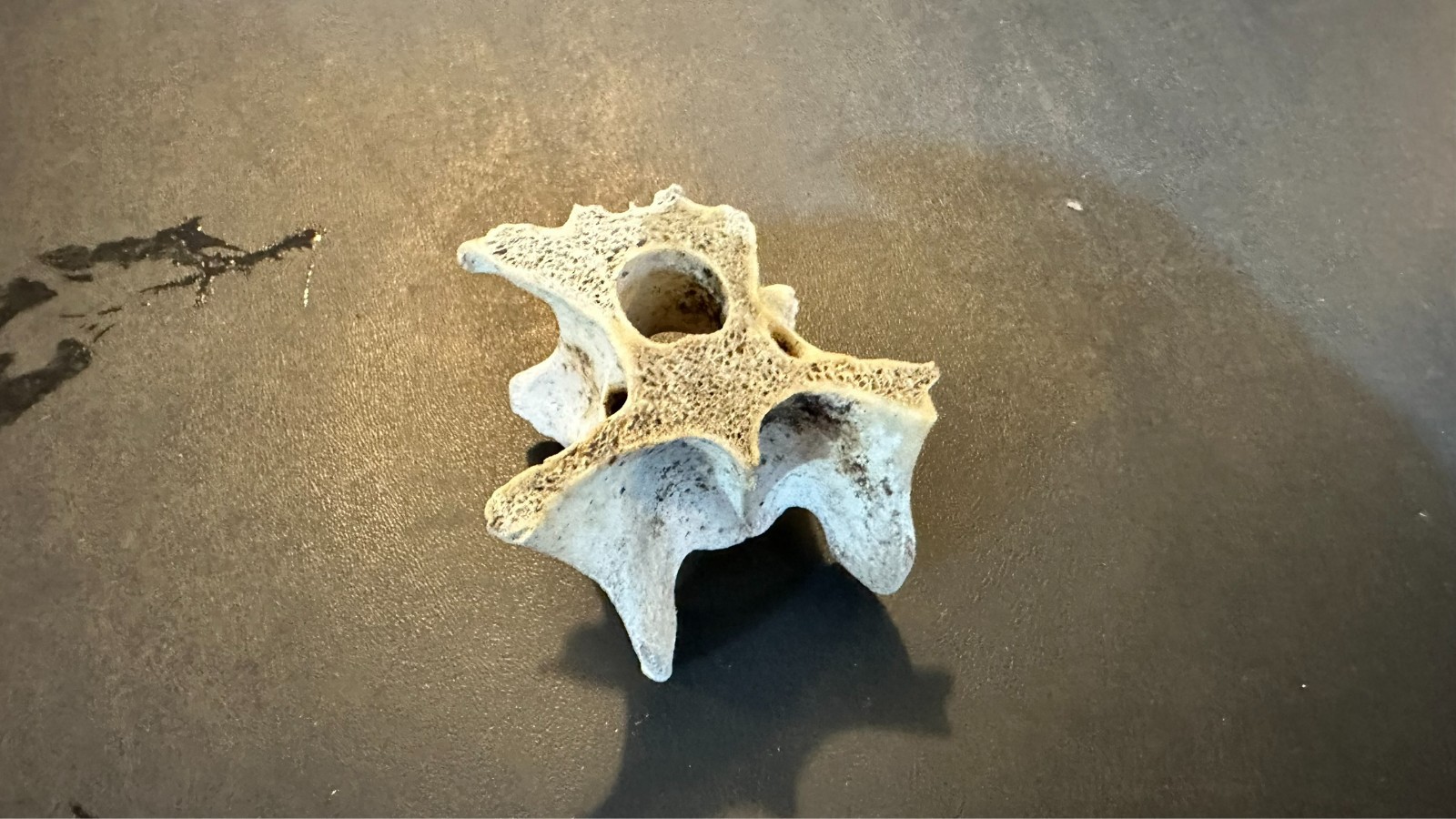 Large Animal Mammal Deer Vertebrae Smiling Bone Arts Crafts Spine Fossil