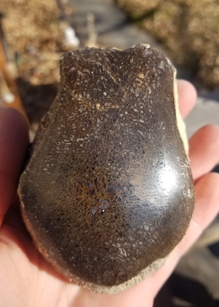 Nice Stegosaurus Vertebra Agatized Split Polished Multicolor Solid Morrison 2+Lb