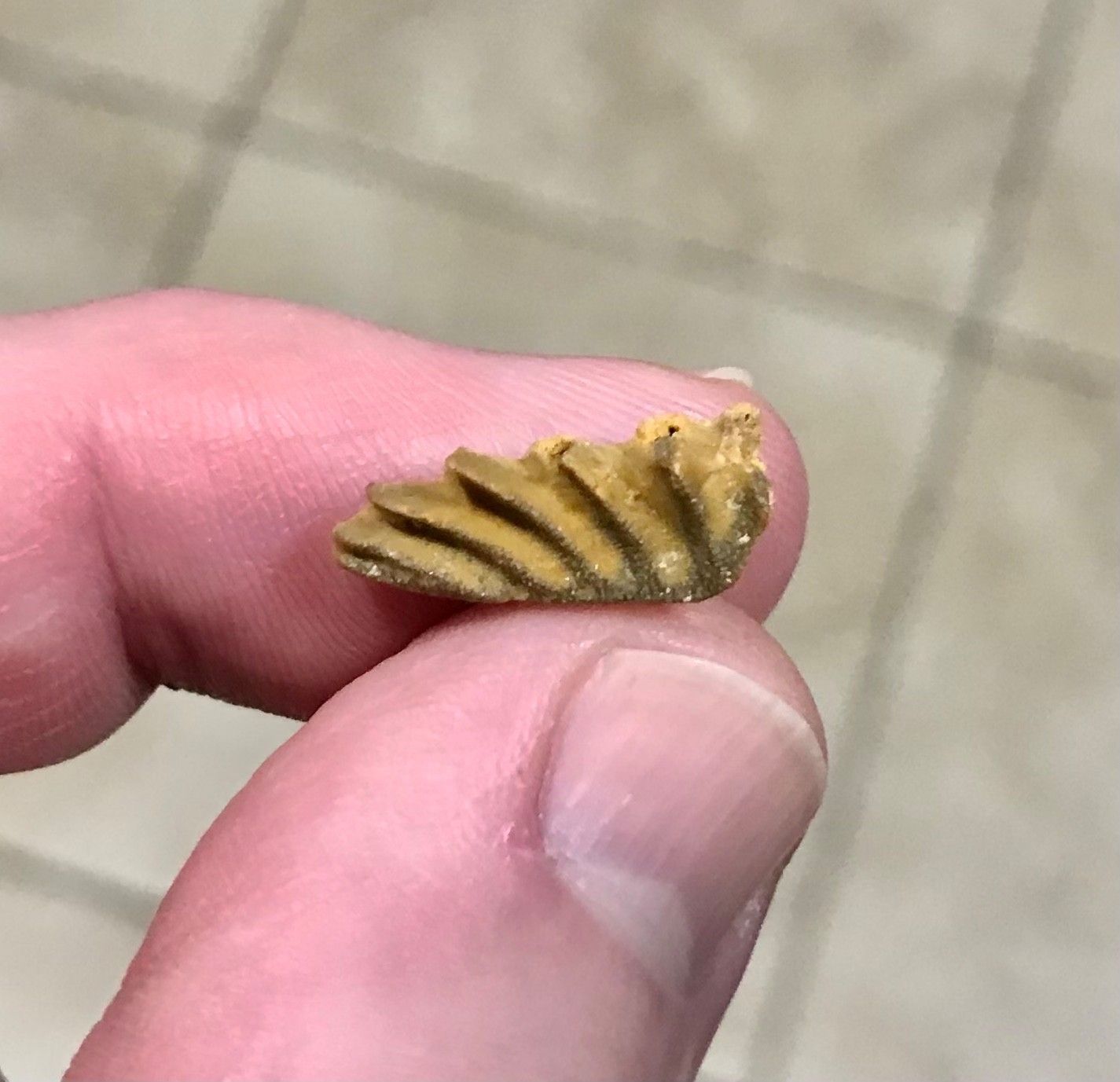 SWEET & AWESOMELY RARE LUNGFISH TOOTH PLATE W PARTIAL JAW ATTACHED FOSSIL