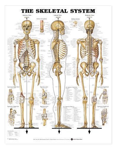 Skeletal System Chart Skeleton Charts/Models Anatomical