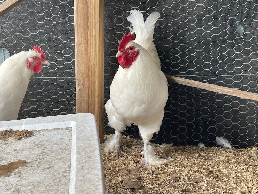 White Maran Hatching Eggs 12 + Eggs