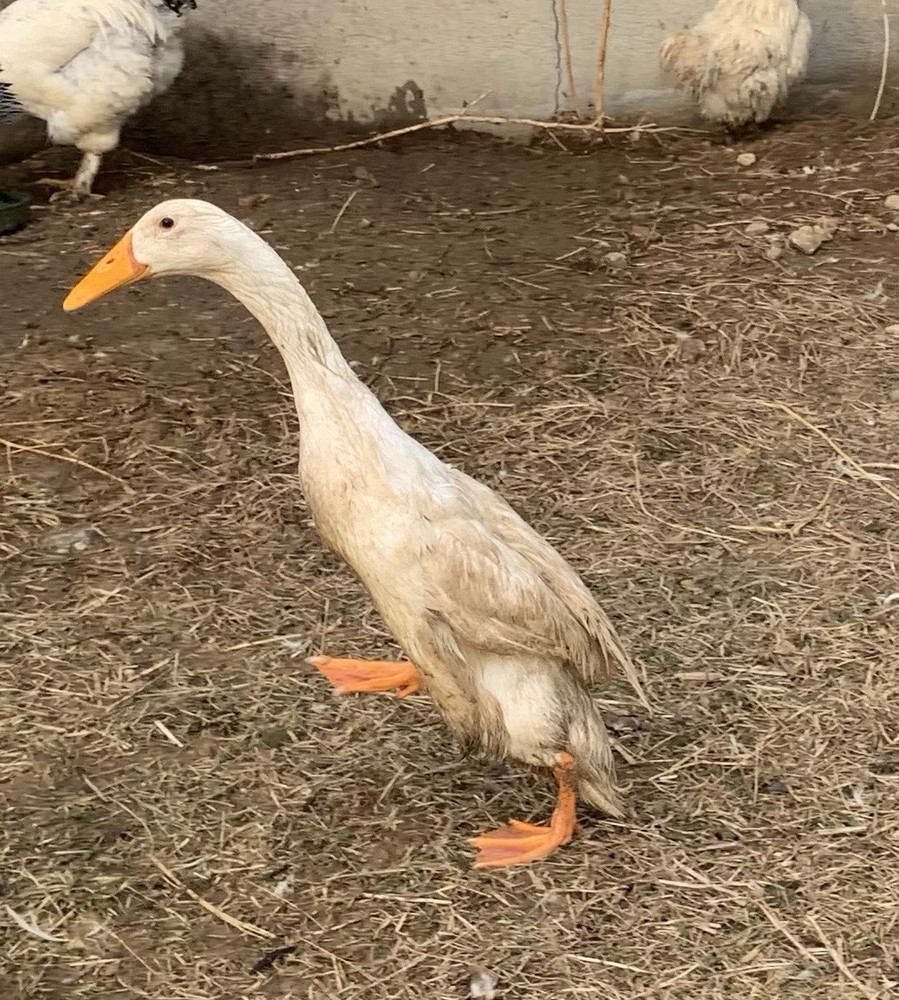 6+ PURE WHITE Indian runner duck Fertilized Eggs