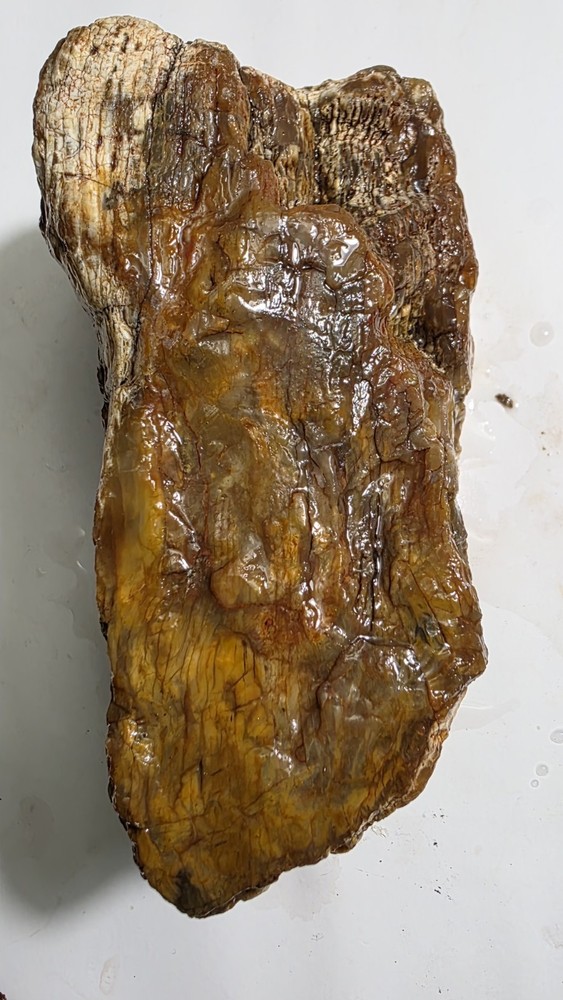 petrified wood log