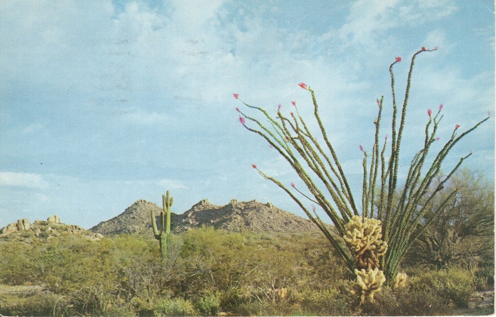 THE LIVING DESERT, AZ  - PC4635