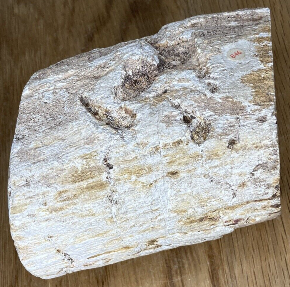 Fossil Specimen, Silicified Tree Branch Section, USA, 90mm