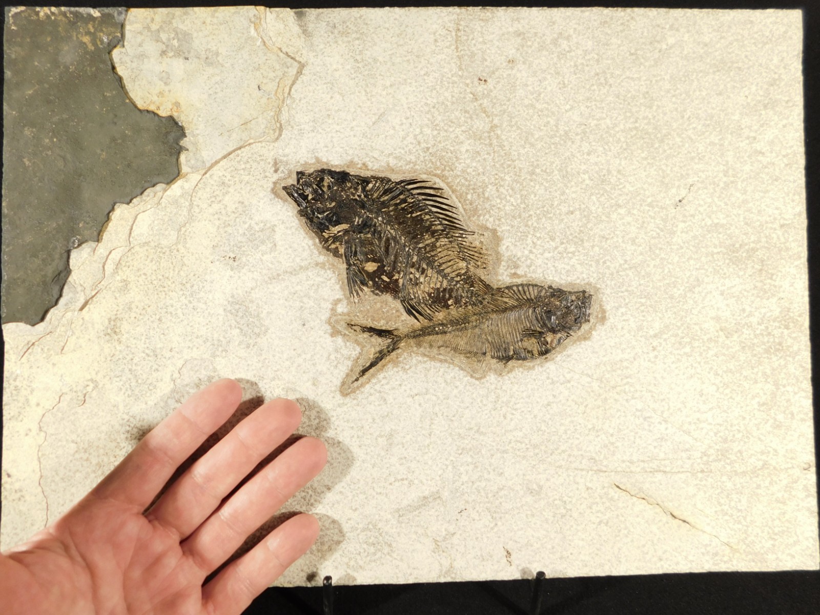 Two! SPECIES Rare Priscacara FISH Fossil and Diplomystus On HUGE Matrix Wyoming