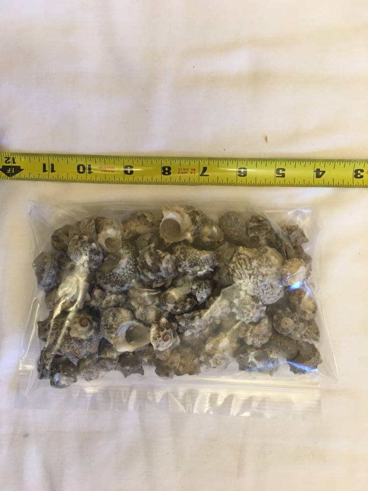 Delphinula Laciniata Shells