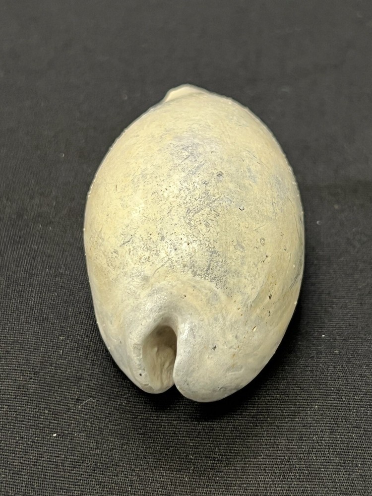 EXTINCT Fossilized COWRIE Shell From Central Florida - Pliocene Era.
