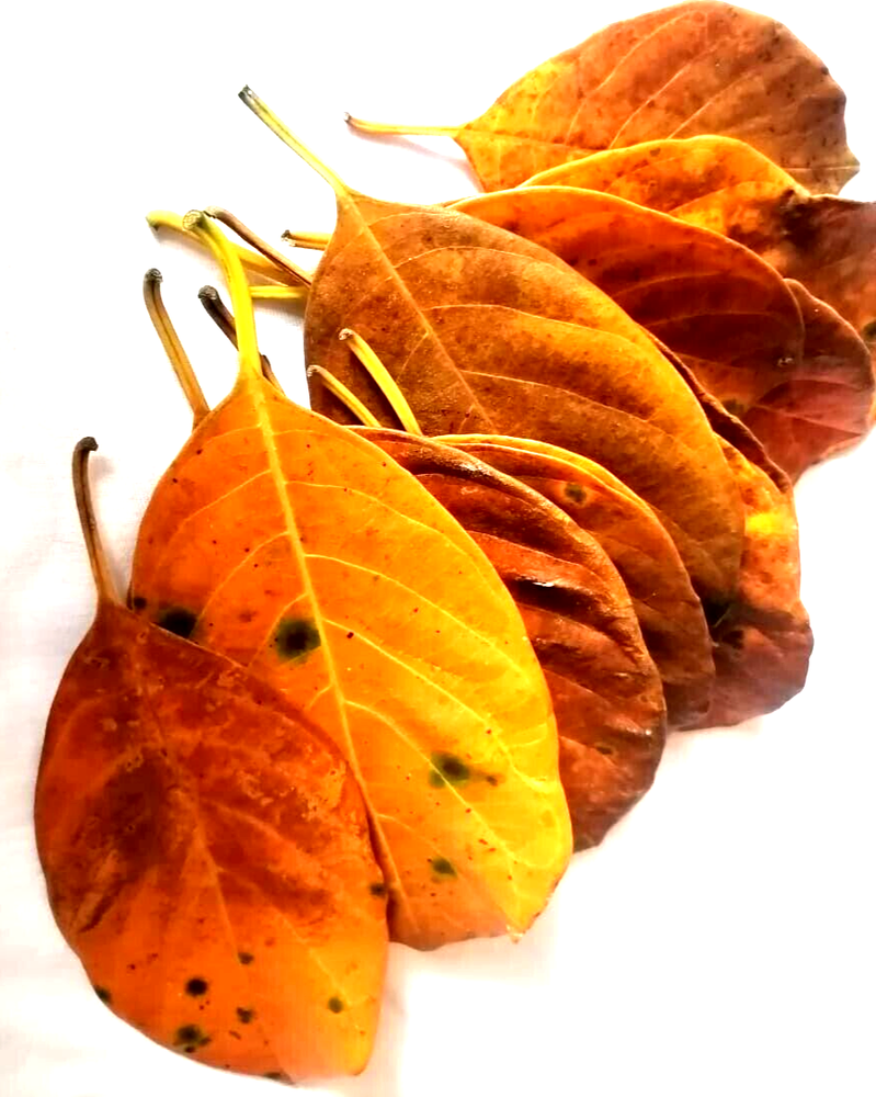 Natural Dried Jack Fruit 60pcs Leaves