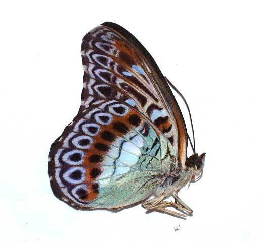 MODUZA LYMIRE LYMIRE - unmounted butterfly