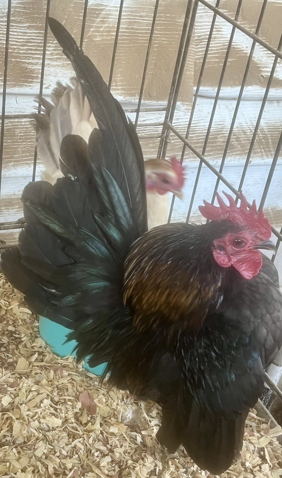 Small/Micro SERAMA Eggs One dozen Eggs