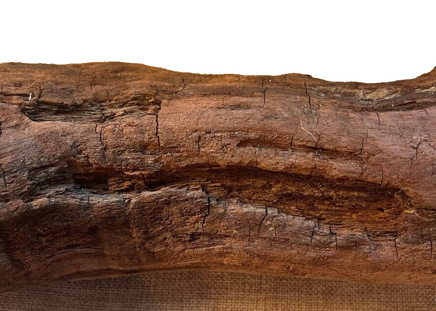 18" x 5" Redwood Driftwood Organic Craft Aquarium Rustic Boho Natural Wood