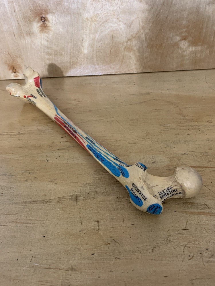 Fake Human Bone Educational Labels 15” Colors