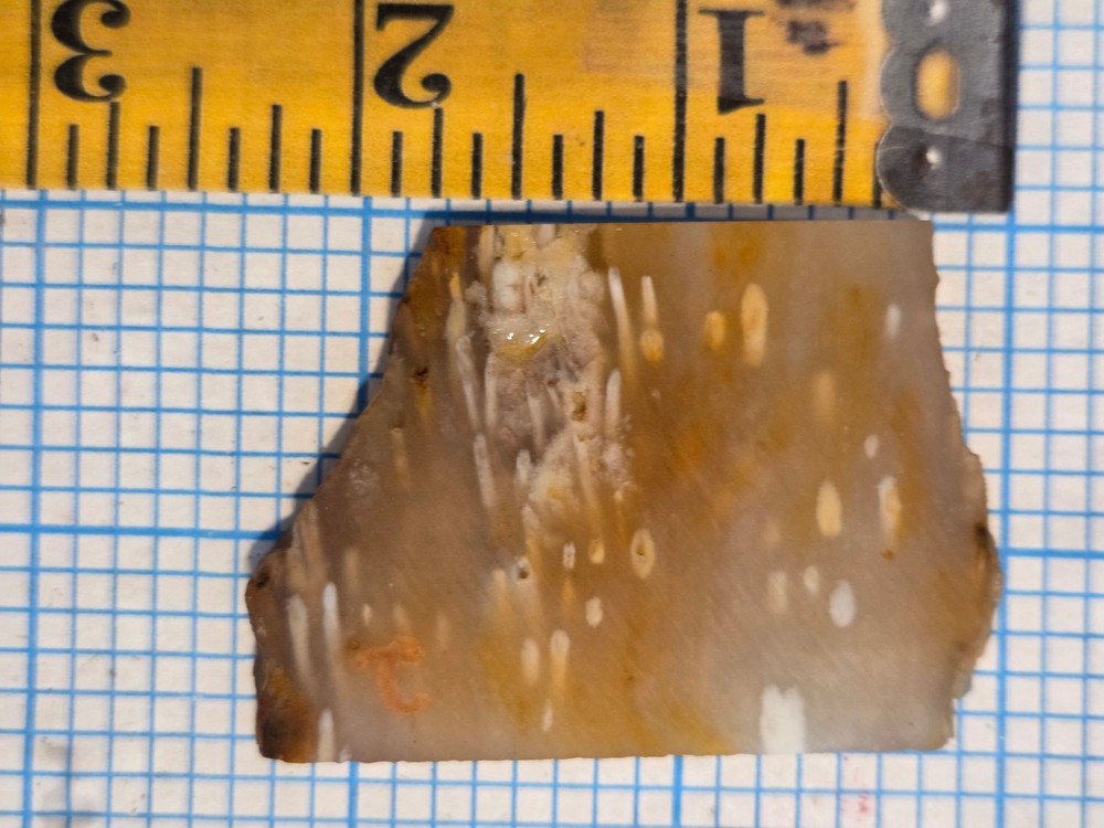 Agatized Palm Slab