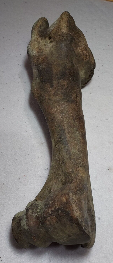 Bison Right Humerus Bone Fossil from Ice Age