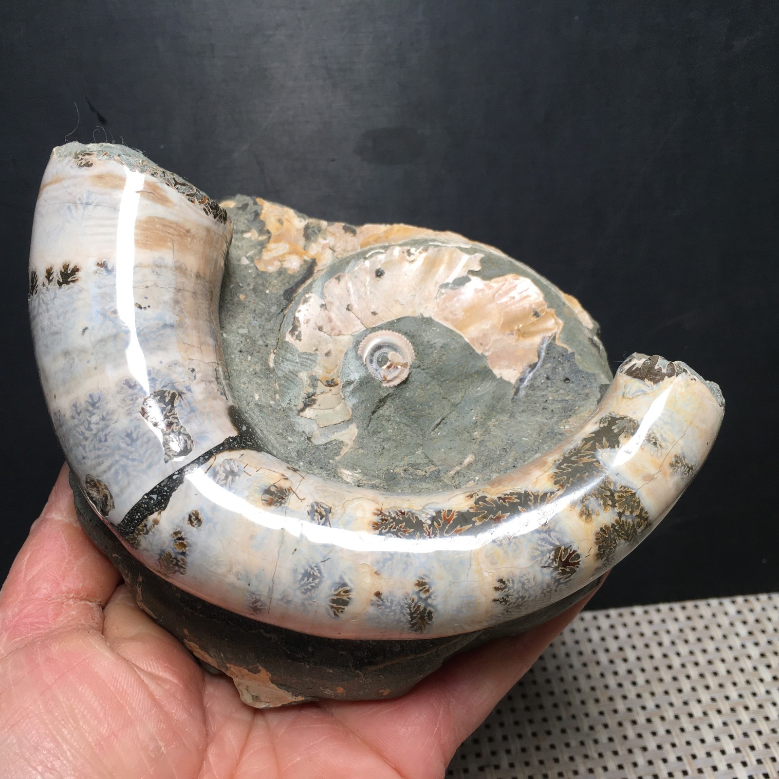 566g natural Carving Home Decoration    Specimen Shell Healing    md3748