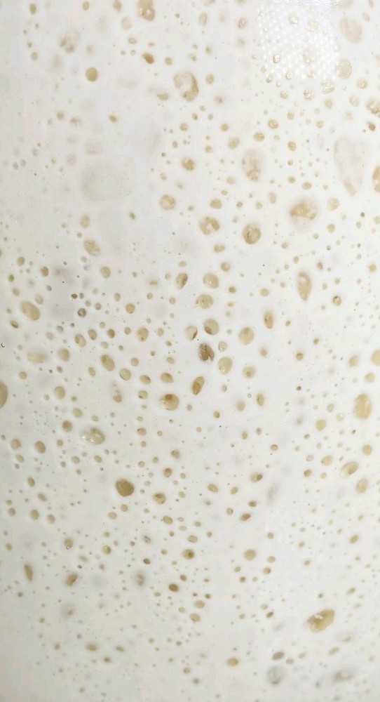LIVE SOURDOUGH STARTER (Bucky) - Make Dough Next Day Active, Established, Strong