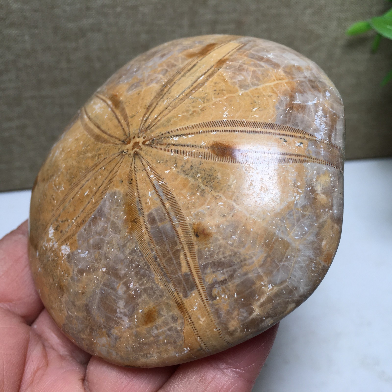 174g Natural Polished sand dollar Crystal Specimen fb770