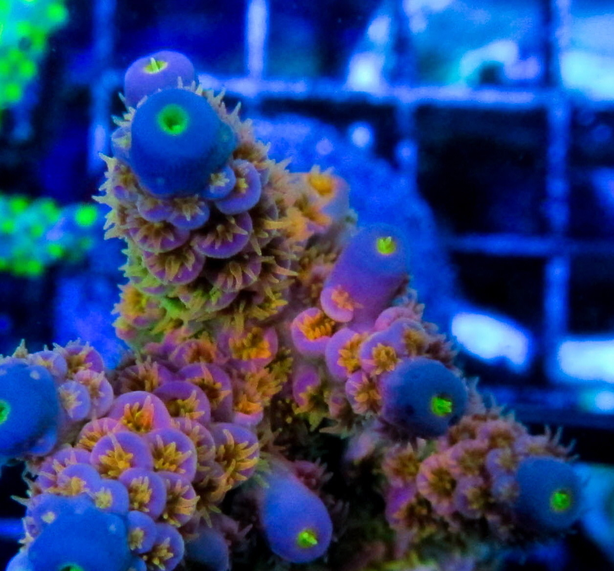 REEF PRO COMPLETE AB 2 GAL SET Calcium Alkalinity