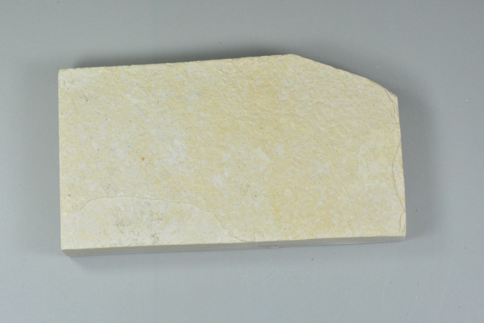 Bechleja rostrata, Shrimp Fossil, Green River Formation, Wyoming