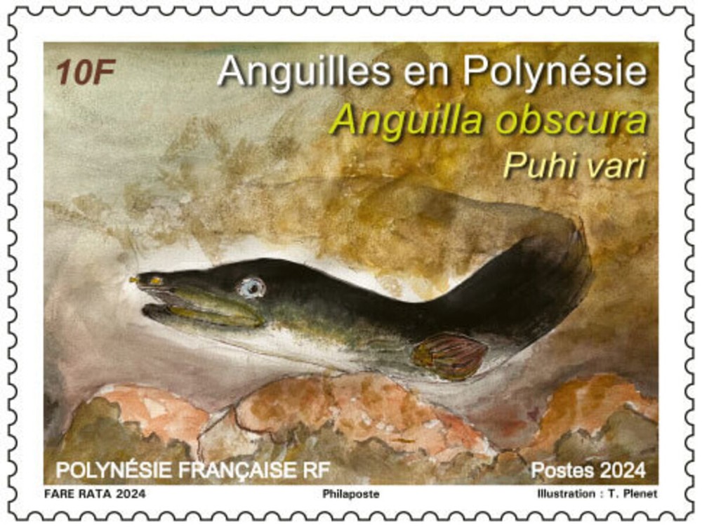 French Polynesia - Eels in Polynesia - Puhi vari