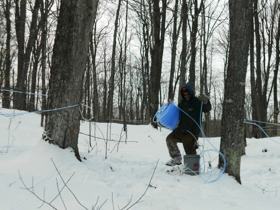 Maple sugar candy in decorative tin 1 lbs. 1/2 lbs.