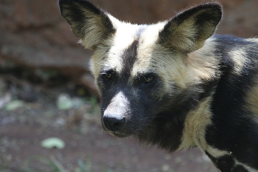 Painted Dog Taxidermy Reference Photo Cd