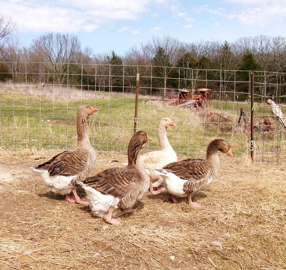 Giant Dewlap Toulouse hatching eggs -4 pack