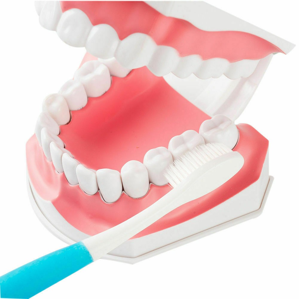 3 Pcs Dental Teaching Demonstration 2 Times Model With Removable Teeth&Toothbrus