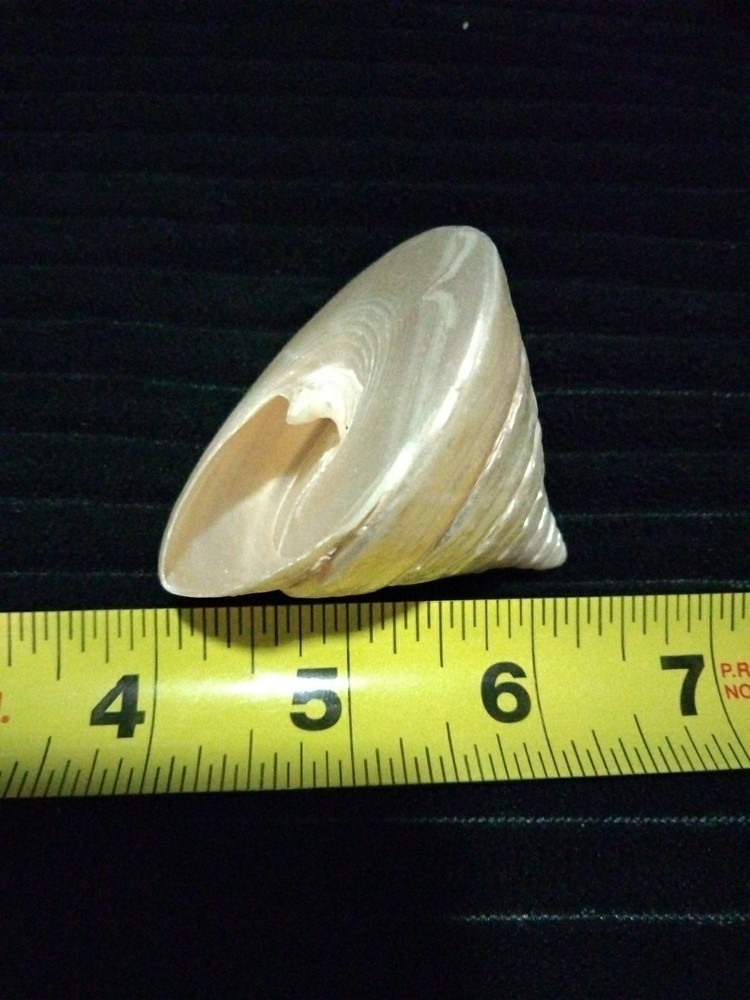 Pearl Trochus Shell 2"