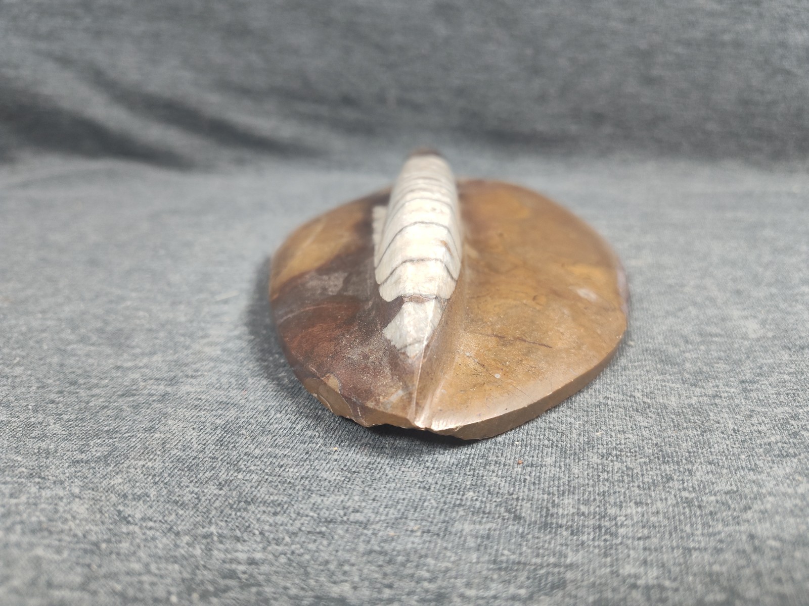 Large 7" Polished Orthoceras Fossil Specimen - Morocco 400MYO Prehistoric Decor